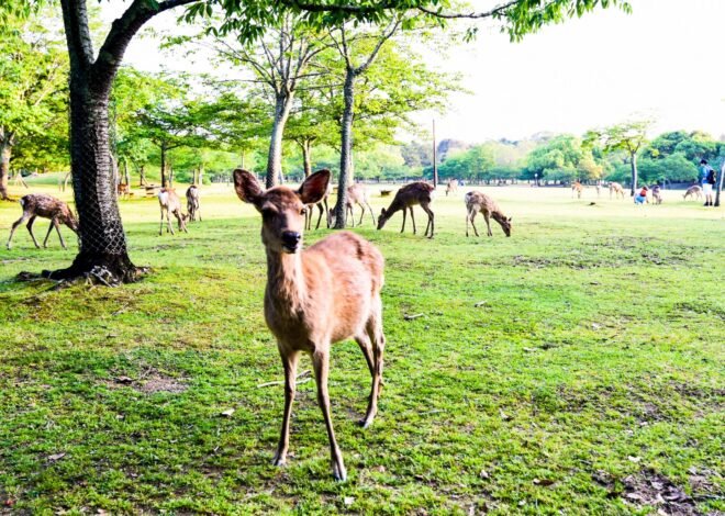 Nara Day Trip from Kyoto (2026): Deer, Temples & Everything You Need to Know
