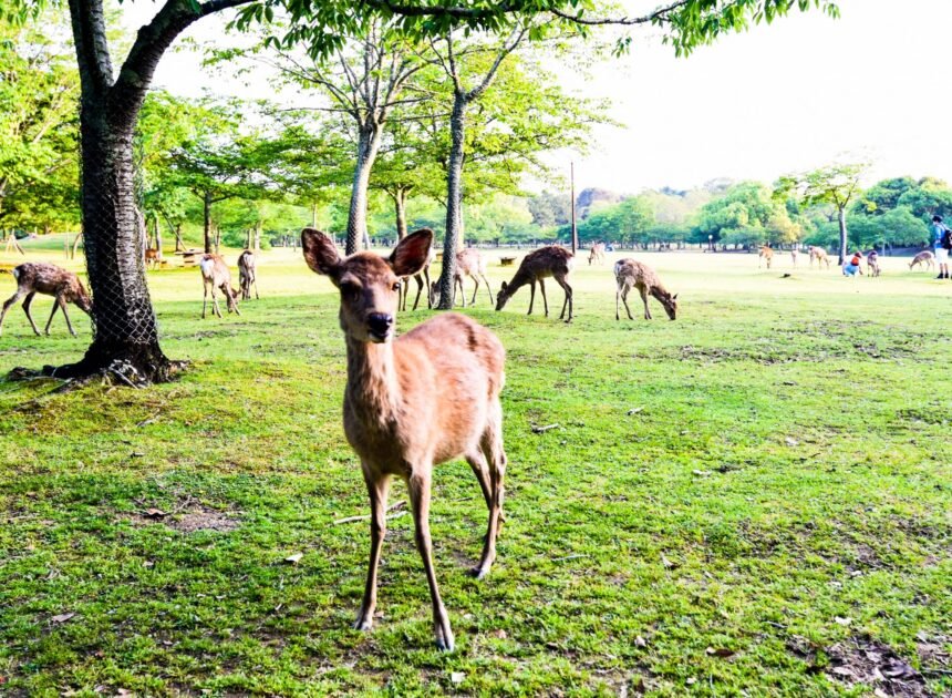 Nara Day Trip from Kyoto (2026): Deer, Temples & Everything You Need to Know
