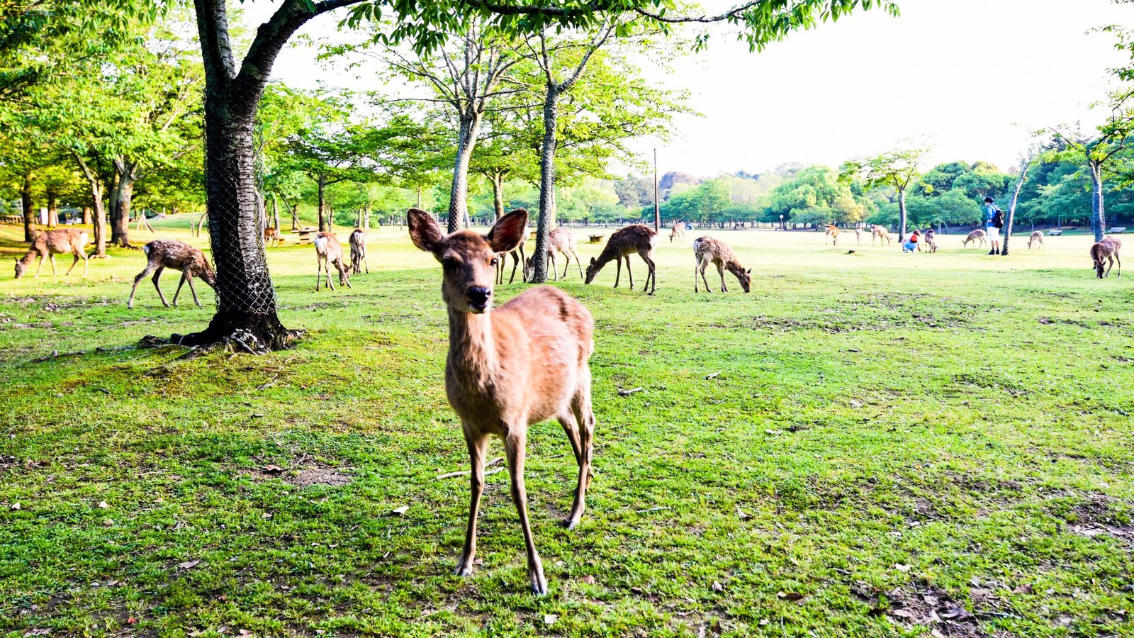 Nara Day Trip from Kyoto (2026): Deer, Temples & Everything You Need to Know
